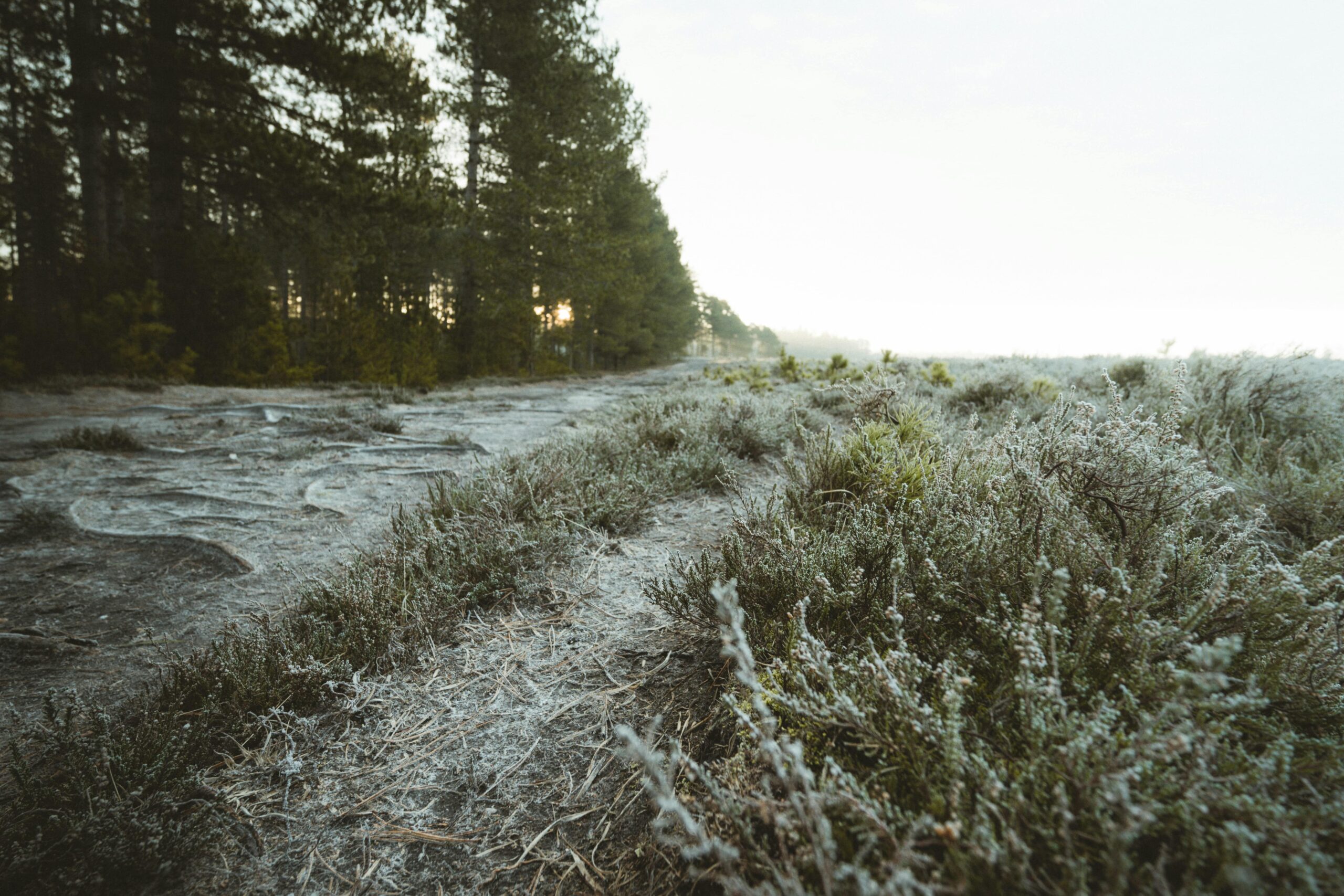 Hei-winterkamperen Drenthe Vorst Winter Najaar