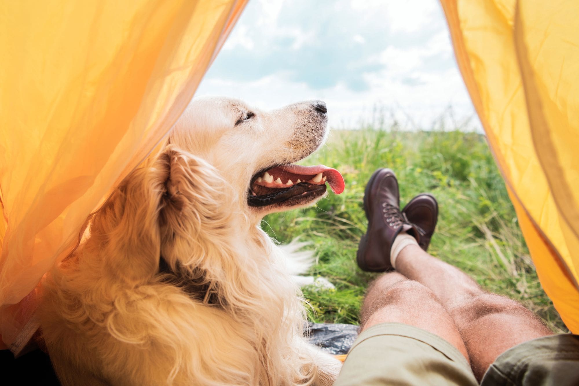 Camping Drenthe honden welkom Camping Drenthe honden welkom betekent dat Tikvah een hondvriendelijke camping is
