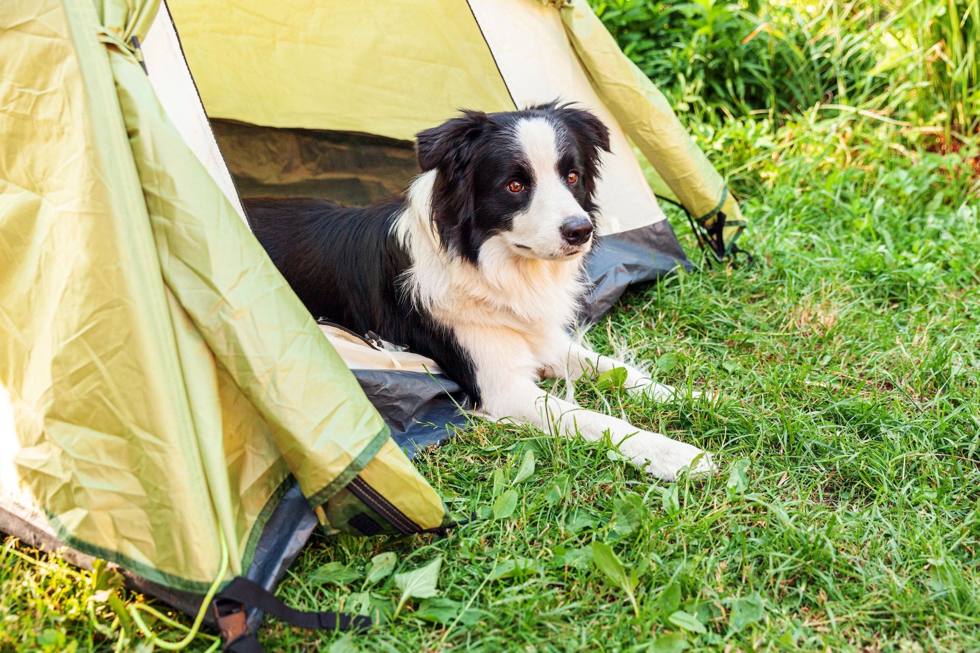 camping in Drenthe, honden zijn welkom bij Tikvah